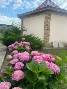 Дарси - 23