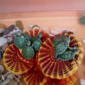 Арго - 16