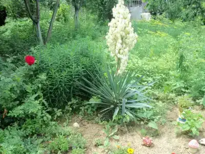 У Олюшки - 4