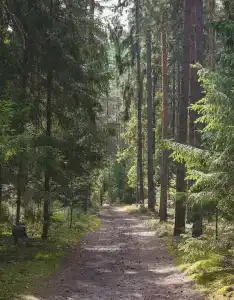 Хвоя - 12