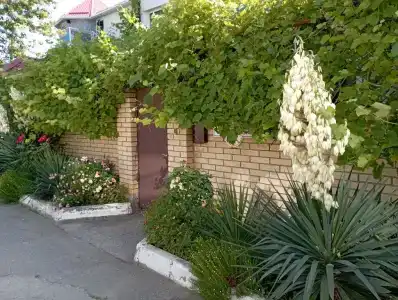 Лотос - 2