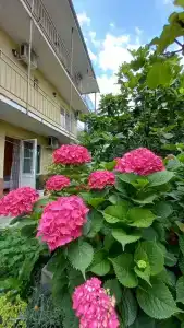 Любимый дворик - 39