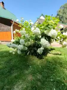 Берёзка - 38