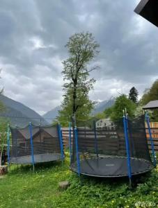 Барбарис - 24