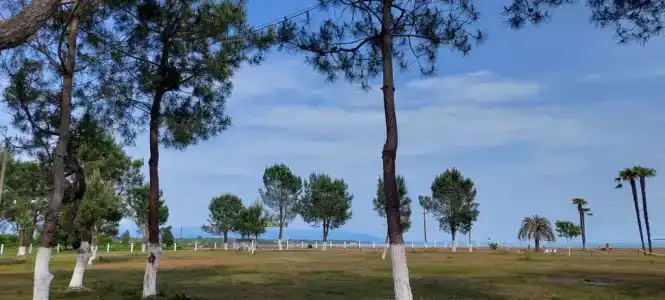 Сосновый бор - 6