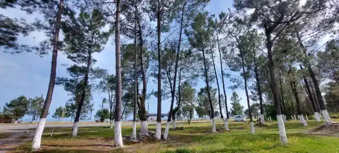 Сосновый бор - 7