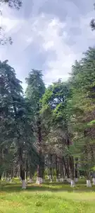 Сосновый бор - 9