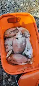 Сосновый бор - 20