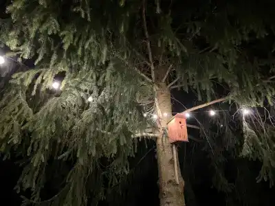 Пенеснарь - 121