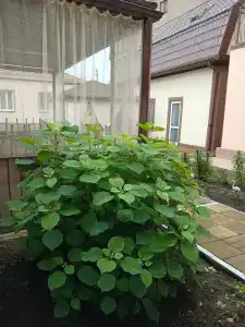 Райское место - 15