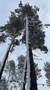 Сосновка - 90