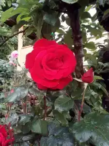 Домик Феи - 9