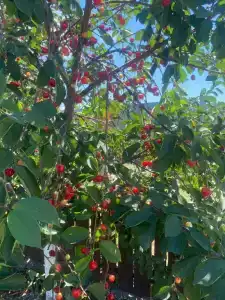 Немецкий Двор - 6