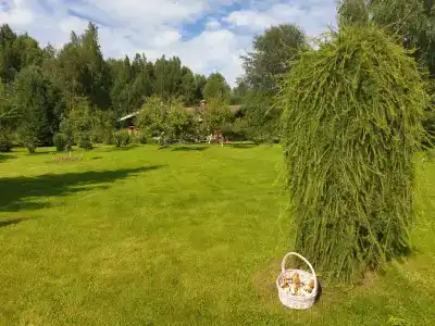 Веселый трутень - 1