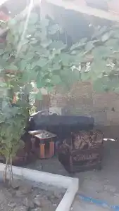 Авокадо - 35