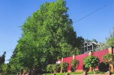 Отрадный - 1