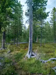 Балыкту - 13