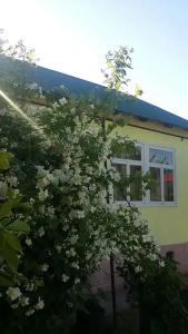 Камелия - 98