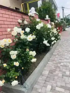 Арарат - 6