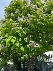 Казачок - 14
