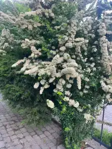 Казачок - 16