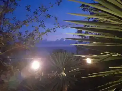 Мини Роза - 19
