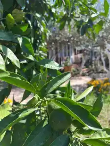 Флора - 13
