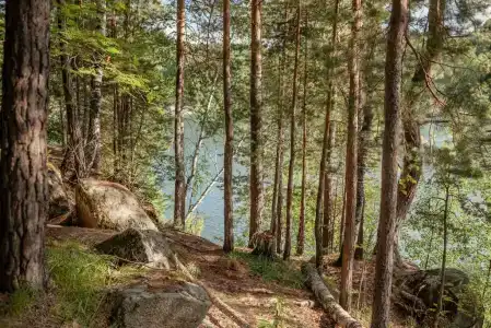Березка - 10