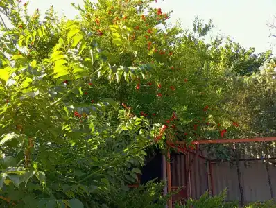 Семейный - 26