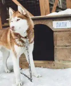 Хаски Моа - 6