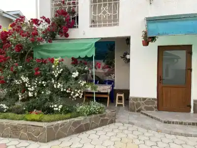 Агава - 13