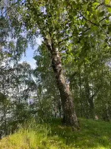 Кривец Хаус - 68