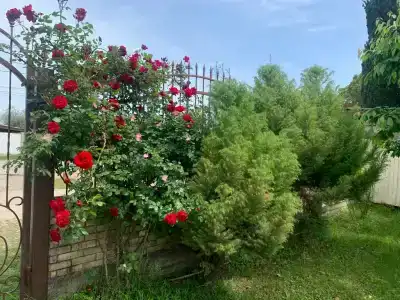 Кистрик - 6