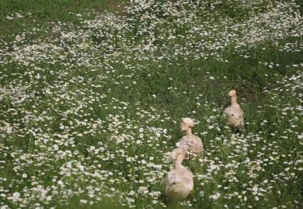 Экохуторок Сергеевка - 18