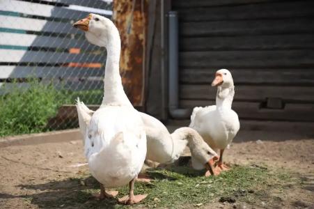 Экохуторок Сергеевка - 19