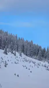 Лес Усьва - 44