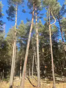 Горизонталь - 5