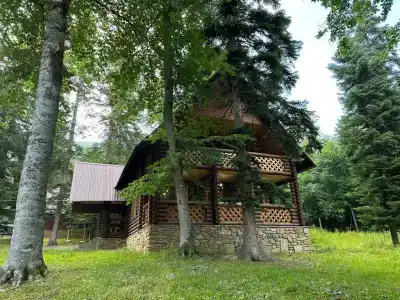Forest - 3