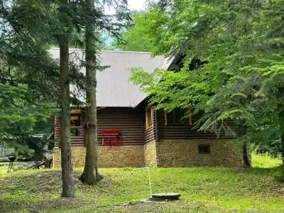 Forest - 1