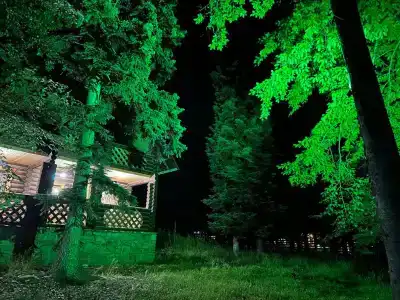 Forest - 5