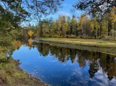 Подсолнухи - 4