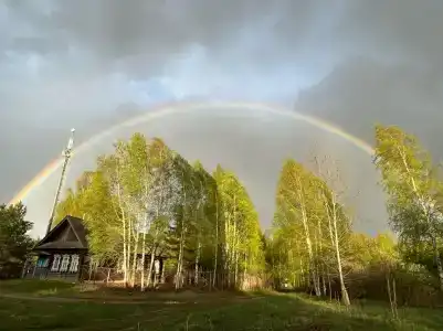 Подсолнухи - 10
