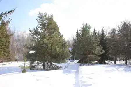 Подсолнухи - 11