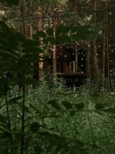 Сосны. Пространствие - 15