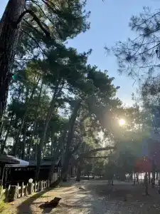 MoZaika - 43