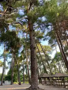 MoZaika - 46