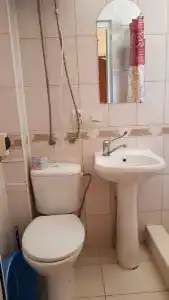 Пальма - 40