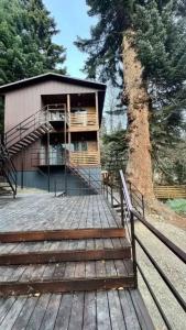 Fairy Fir Eco Retrit - 0