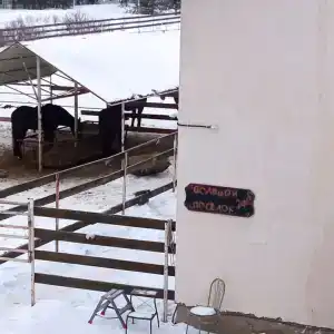 Конный двор Лощинино - 107