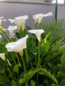 Алешкина мечта - 20